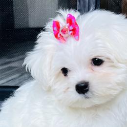 Maltese from Hosking kennels