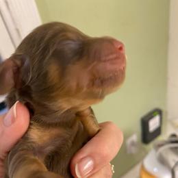 Cocoa - Chocolate and tan female Dachshund puppy in Lake Mary, Florida from Lakeside Doxies