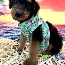 Airedale Terrier Puppies from Olson’s Aire Haven