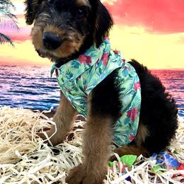 Airedale Terrier Puppies from Olson’s Aire Haven