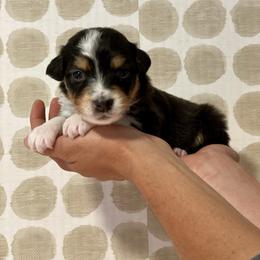 Tulip - Black tri-color female Australian Shepherd puppy in Salinas, California from AA Aussies