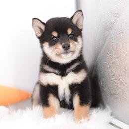 Miso Black and Tan Boy - Black and tan male Shiba Inu puppy in Neosho, Missouri from Sunny Terrace Shibas