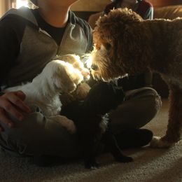 Australian Labradoodle Puppies from Ohio Valley Labradoodles