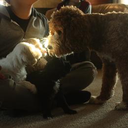 Australian Labradoodle Puppies from Ohio Valley Labradoodles