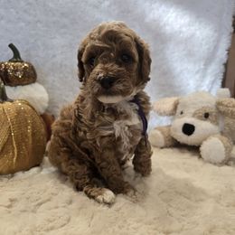 Autumn - Parti female Goldendoodle puppy in Bristol, Tennessee from 4goldendoodles