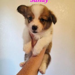 Sandy - Red female Pembroke Welsh Corgi puppy in Montague, California from Shasta Valley Pembrokes