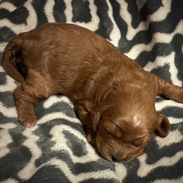 Cavapoo Puppies from Royal Poos