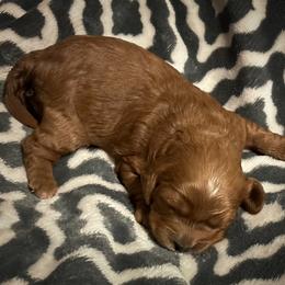 Cavapoo Puppies from Royal Poos