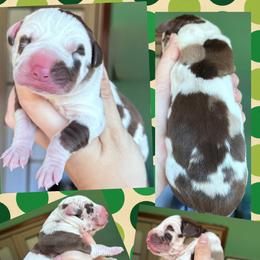 Buck - Chocolate and white male Great Dane puppy in Wellsville, New York from Prophecy Danes