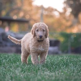 Goldendoodle Puppies from Rolling Oak Doodles