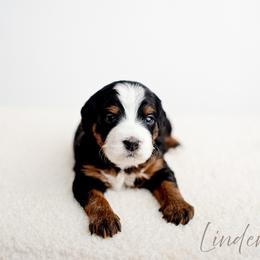 Linden - Tri-color female Bernedoodle puppy in Athens, Alabama from Brewing Doodles