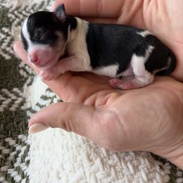 Miniature Schnauzer Puppies from Daffodil Dogs