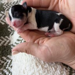 Miniature Schnauzer Puppies from Daffodil Dogs