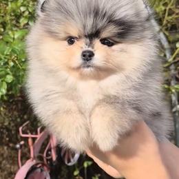 Grease - Blue merle female Pomeranian puppy in Visalia, California from Exotic_fresita_poms