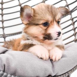 Pembroke Welsh Corgi Puppies from MG Corgis