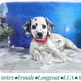 Vortex - White and black female Dalmatian puppy in Salem, Missouri from Paradise Spots Dalmatians
