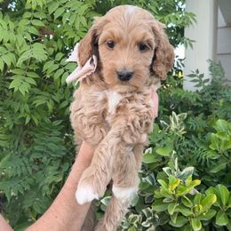 Light Pinkk Collar - Apricot female Goldendoodle puppy in Corona, California from West Coast Goldendoodles