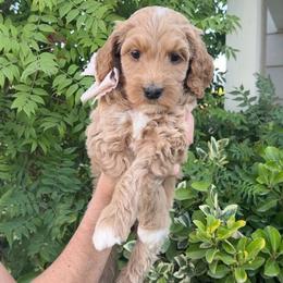 Light Pinkk Collar - Apricot female Goldendoodle puppy in Corona, California from West Coast Goldendoodles