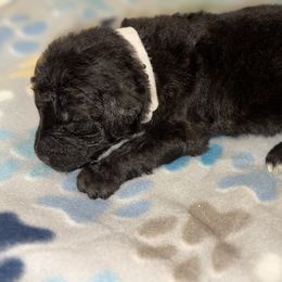 Goldendoodle and Poodle Puppies from Southern Stroll Poodles & Doodles