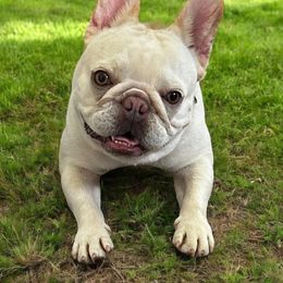 French Bulldog All Grown Up from Hudson Valley Frenchies