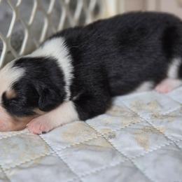 Patriot - Tri-color male Border Collie puppy in Watsontown, Pennsylvania from Kate Gresham