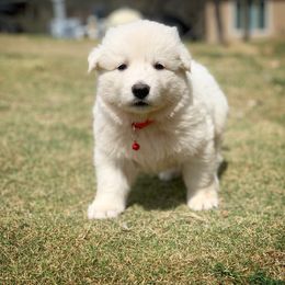 German Shepherd and White Shepherd Puppies from Scenic Creek German Shepherds
