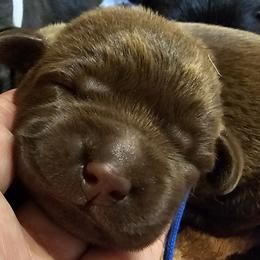 Pink - Chocolate female Labrador Retriever puppy in Siloam Springs, Arkansas from Karemy Kennels (Karemy Labradors)