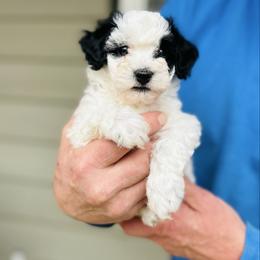 Lily - female Havapoo puppy in Natural Bridge, Virginia from Rockbridge Puppies