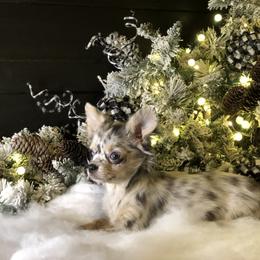 Chihuahua Puppies from So Sweet Chihuahuas