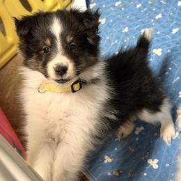 Praline - Black white and tan female Shetland Sheepdog puppy in Wolcott, Indiana from Southside Shelties