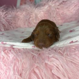 Dylan - Wheaten male Dachshund puppy in Lake City, Florida from My Ditzy Doxies of Florida