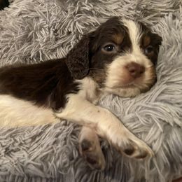 English Springer Spaniel Puppies from M L Springers