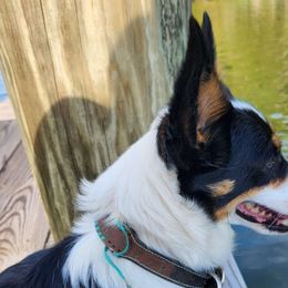 Janie - Pembroke Welsh Corgi
