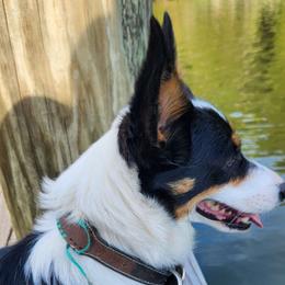Janie - Pembroke Welsh Corgi