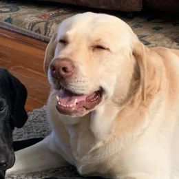 Labrador Retrievers from Point of Rocks Retrievers