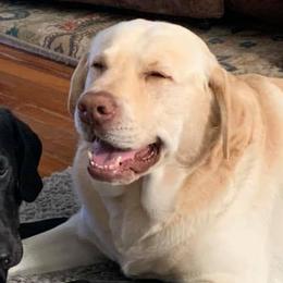 Labrador Retrievers from Point of Rocks Retrievers