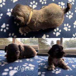Ugene - Cream male Lhasa Apso puppy in Cincinnati, Ohio from Shangri-La Lhasa Apsos