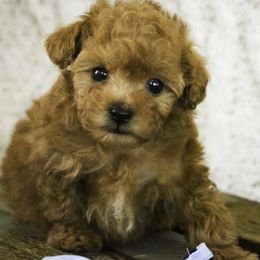 Kermit - Red  male Poodle puppy in Etna Green, Indiana from Perfect Match Poodles