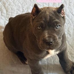 Rumor - Gray female Cane Corso puppy in Waxahachie, Texas from A&M Kennels