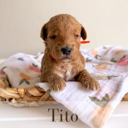 Tito - Red  male Goldendoodle puppy in Melba, Idaho from KZ Doodles