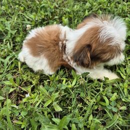 Boy 1 - Brindle male Shih Tzu puppy in Trout, Louisiana from Magnolia Farm's LLC