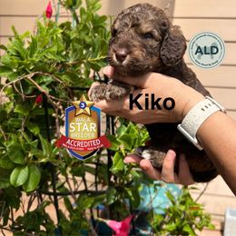 Quico - Chocolate male Australian Labradoodle puppy in San Juan, Texas from QuiSal Labradoodles