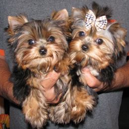 Pleasant Ridge Yorkshire Terriers & Maltese breeder of 