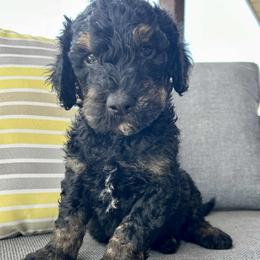 Goldendoodle Puppies from Goldendoodles of NE OK