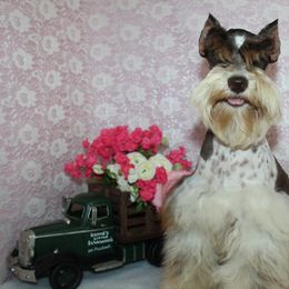 Nova - Miniature Schnauzer