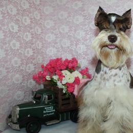 Nova - Miniature Schnauzer