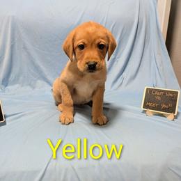 Yellow - Yellow female Labrador Retriever puppy in Parma, Idaho from Campbell Valley Labradors