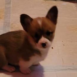 Girl 2 - Pembroke Welsh Corgi puppy in Smithville, Texas from Kat's Corgi's