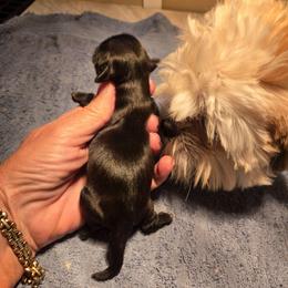 Girl 2 - Black female Shih Tzu puppy in Missouri from Farm Animal Mommy Shih tzu's Michalek Dog Breeder