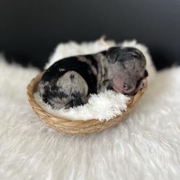 Satin - White and blue merle female Bordoodle puppy in Valley Center, California from Circle R Valley Bordoodls